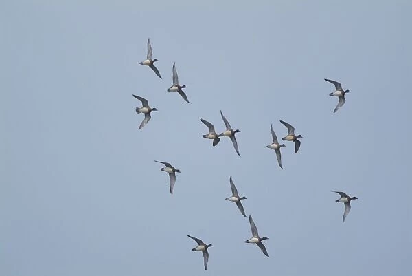 Wigeon - in flight, Cley Marshes - Norfolk UK