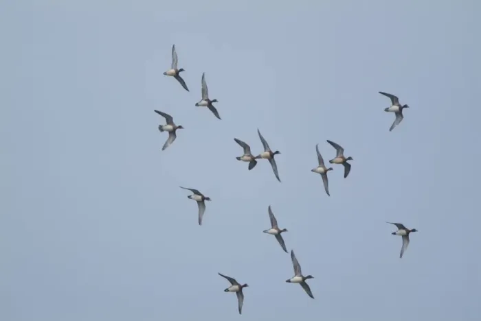 Framed Print : Wigeon - in flight, Cley Marshes - Norfolk UK Framed Print : Wigeon - in flight, Cley Marshes - Norfolk UK