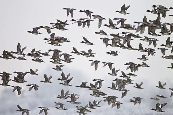 Wigeon - flock in flight - Oxon - December