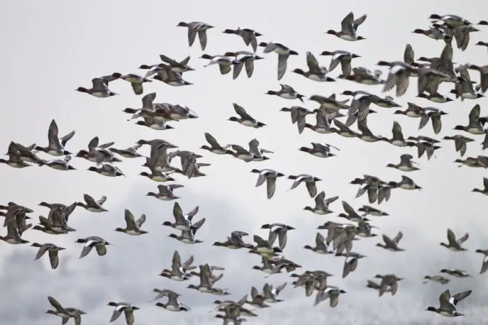 Framed Print : Wigeon - flock in flight - Oxon - December Framed Print : Wigeon - flock in flight - Oxon - December