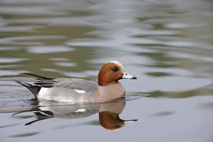 Framed Print : Wigeon - with reflection - Norfolk - UK 007237 Framed Print : Wigeon - with reflection - Norfolk - UK 007237
