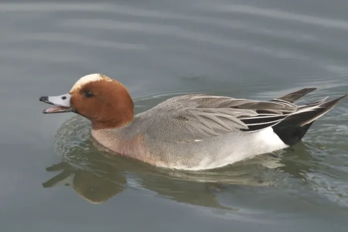 Framed Print : Wigeon, swimming - England Framed Print : Wigeon, swimming - England