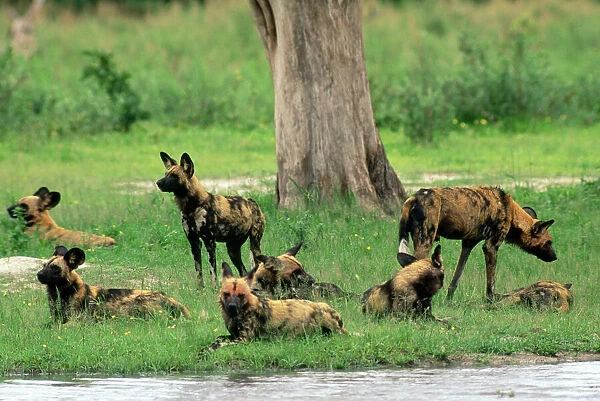 Wild African Hunting Dogs Savuti, Botswana, Africa