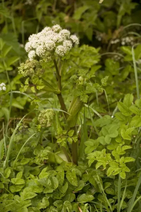 Framed Print : Wild angelica (Angelica sylvestris), Dorset Framed Print : Wild angelica (Angelica sylvestris), Dorset
