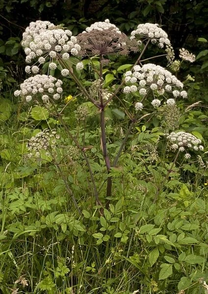 Wild angelica. Good insect plant