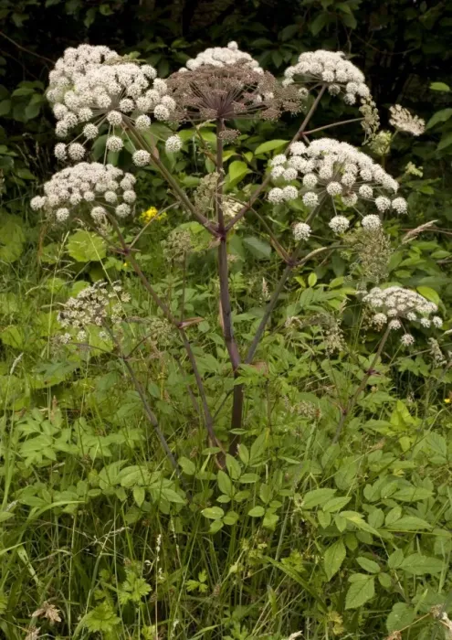 Framed Print : Wild angelica. Good insect plant Framed Print : Wild angelica. Good insect plant
