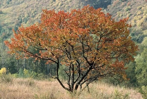 Wild Apricot Tree - in autmn colous