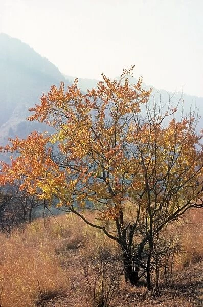 Wild Apricot Tree Dachigam National Park Jammu and Kashmir India