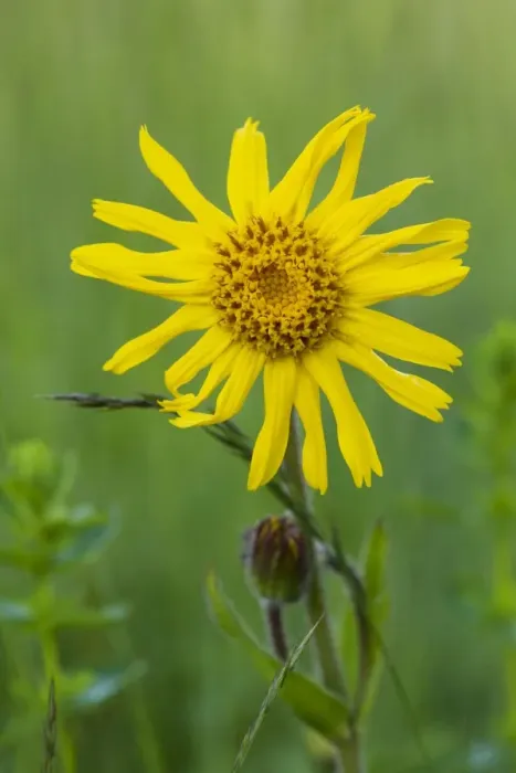 Framed Print : Wild Arnica ( Arnica montana), medicinal plant; Piatra Craiulu Mountains National Park, Romania Framed Print : Wild Arnica ( Arnica montana), medicinal plant; Piatra Craiulu Mountains National Park, Romania