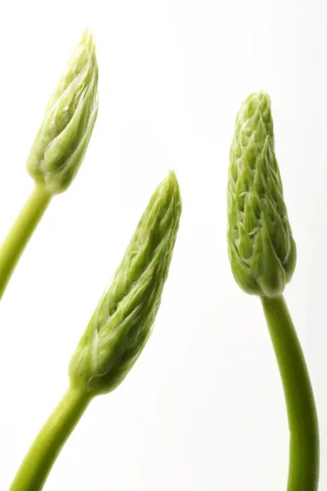 Framed Print : Wild Asparagus Framed Print : Wild Asparagus