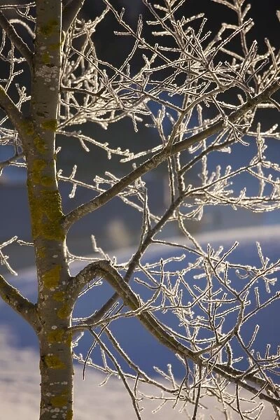 Wild aspen (Populus tremula) covered with hoar frost, midwinter in the Jura Mountains. East France