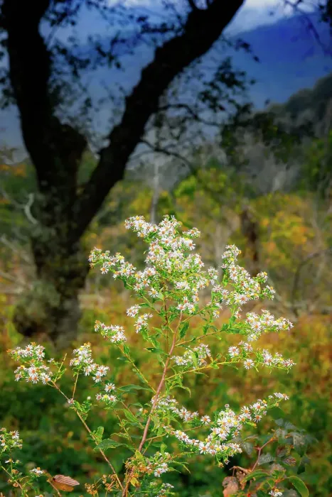 Framed Print : Wild asters, Blue Ridge Parkway, Smoky Mountains, USA. Date: 30-09-2018 Framed Print : Wild asters, Blue Ridge Parkway, Smoky Mountains, USA. Date: 30-09-2018