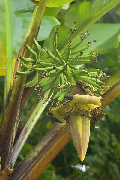 Wild Banana - flowering stalk with immature green banana fruits - Daintree National Park, Wet Tropics World Heritage Area, Queensland, Australia