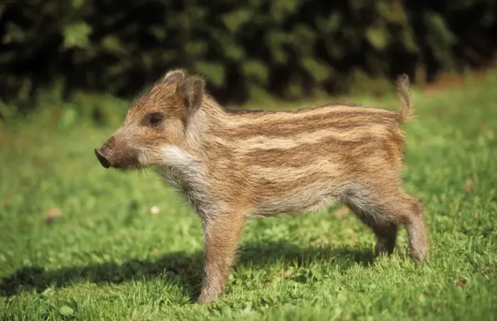 Framed Print : Wild Boar Adopted piglet in garden Framed Print : Wild Boar Adopted piglet in garden