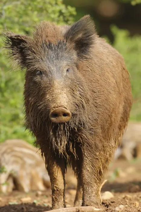 Framed Print : Wild Boar - adult. Haute Saone - France Framed Print : Wild Boar - adult. Haute Saone - France