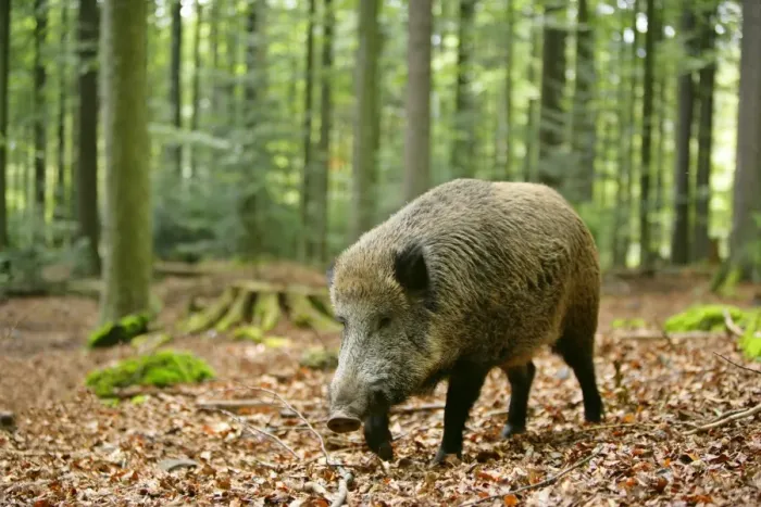 Framed Print : Wild Boar adult individual strolling through forest Bavaria, Germany Framed Print : Wild Boar adult individual strolling through forest Bavaria, Germany