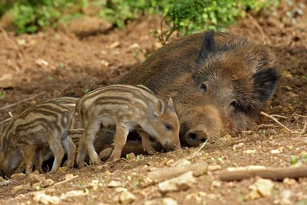 Wild Boar - adult resting with young. Haute Saone - France