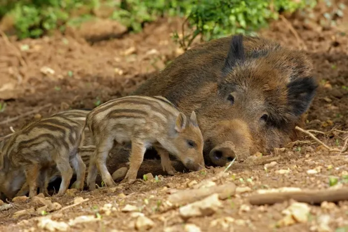 Framed Print : Wild Boar - adult resting with young. Haute Saone - France Framed Print : Wild Boar - adult resting with young. Haute Saone - France