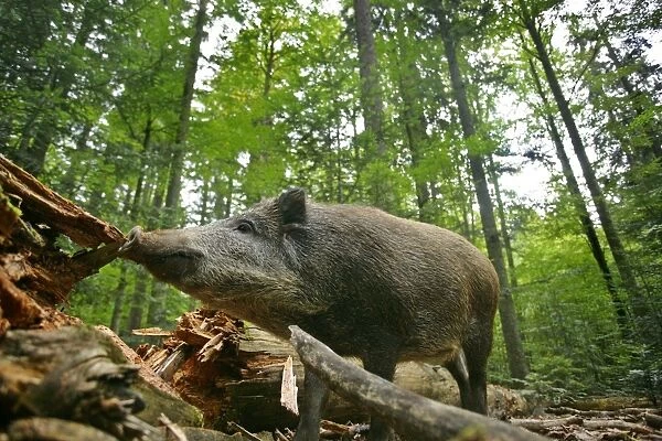 Wild Boar adult wild boar in forest searching for food under a dead tree trunk Bavaria, Germany