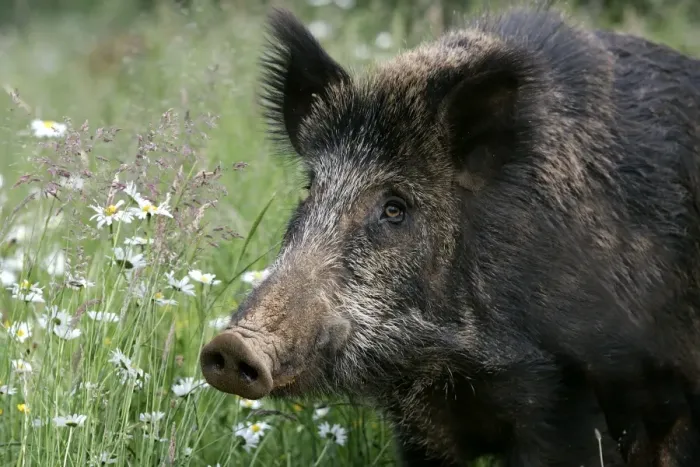 Framed Print : Wild Boar - close-up. France Framed Print : Wild Boar - close-up. France