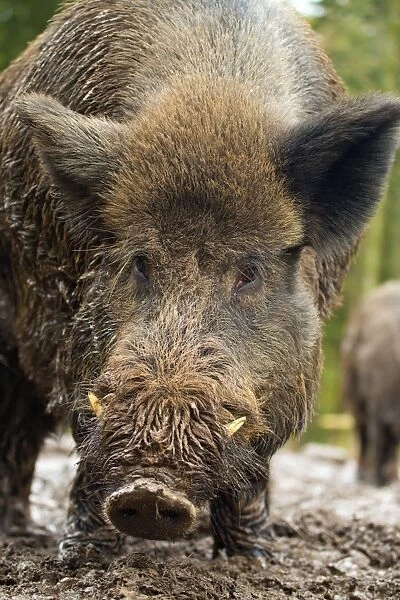 Wild Boar - controlled conditions - UK
