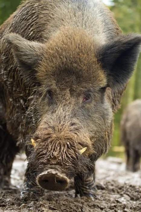 Framed Print : Wild Boar - controlled conditions - UK Framed Print : Wild Boar - controlled conditions - UK