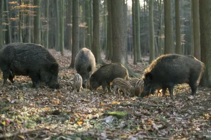 Framed Print : Wild Boar - family in woodland Framed Print : Wild Boar - family in woodland