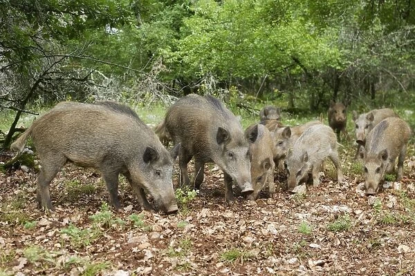 Wild boar - feeding. France