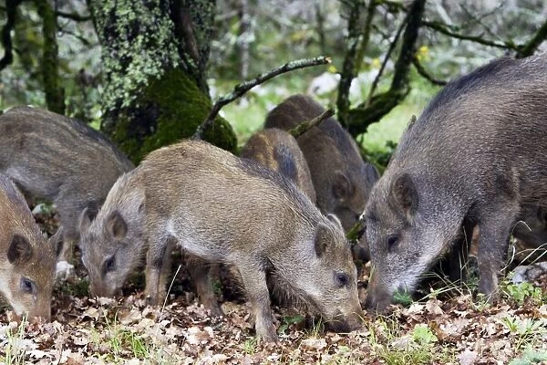 Wild boar - feeding. France