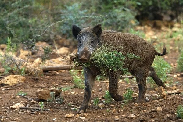 Wild Boar - female with food in mouth. France