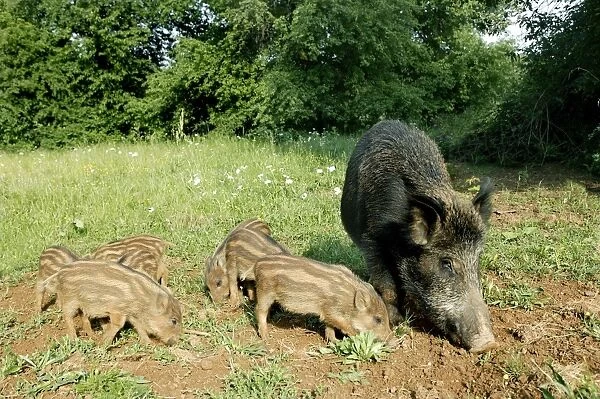 Wild Boar - female with young. France