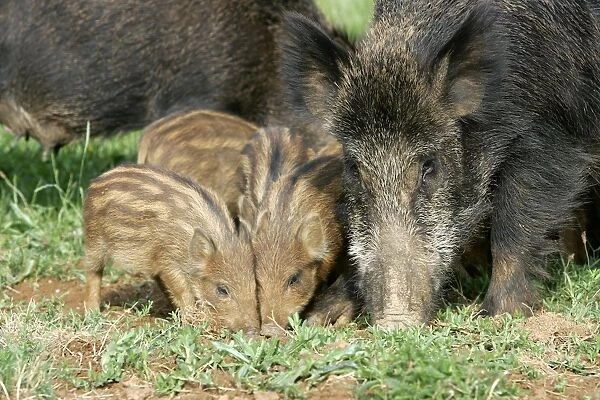 Wild Boar - female with young. France