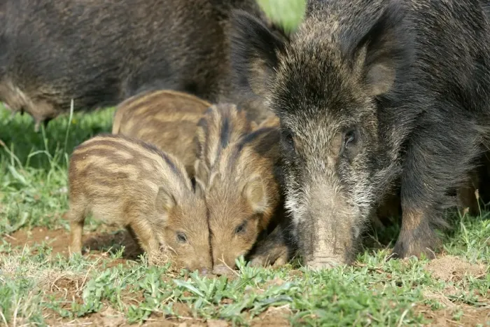 Framed Print : Wild Boar - female with young. France Framed Print : Wild Boar - female with young. France