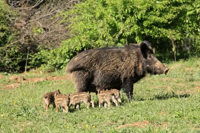 Framed Print : Wild Boar - female with young. Haute Saone - France Framed Print : Wild Boar - female with young. Haute Saone - France