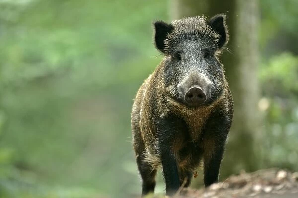 Wild Boar in forest Bavaria, Germany