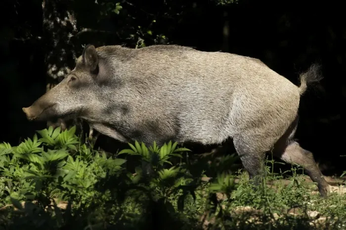 Framed Print : Wild Boar. France Framed Print : Wild Boar. France
