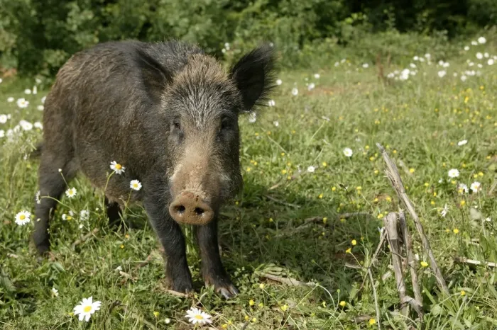 Framed Print : Wild Boar. France Framed Print : Wild Boar. France