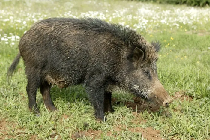 Framed Print : Wild Boar. France Framed Print : Wild Boar. France