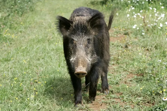 Framed Print : Wild Boar. France Framed Print : Wild Boar. France