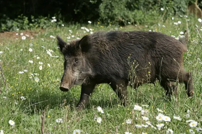 Framed Print : Wild Boar. France Framed Print : Wild Boar. France