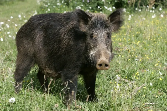 Framed Print : Wild Boar. France Framed Print : Wild Boar. France