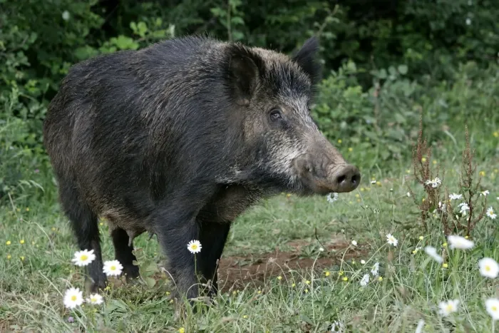Framed Print : Wild Boar. France Framed Print : Wild Boar. France