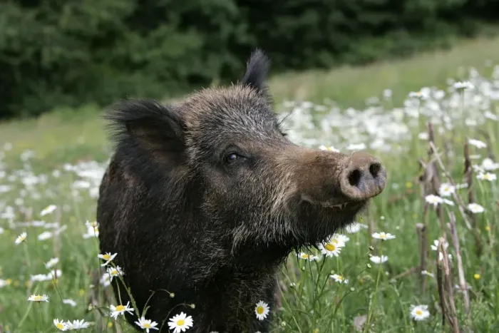 Framed Print : Wild Boar. France Framed Print : Wild Boar. France
