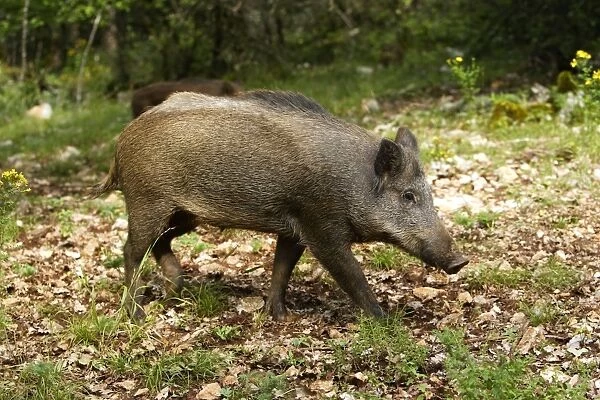 Wild boar. France