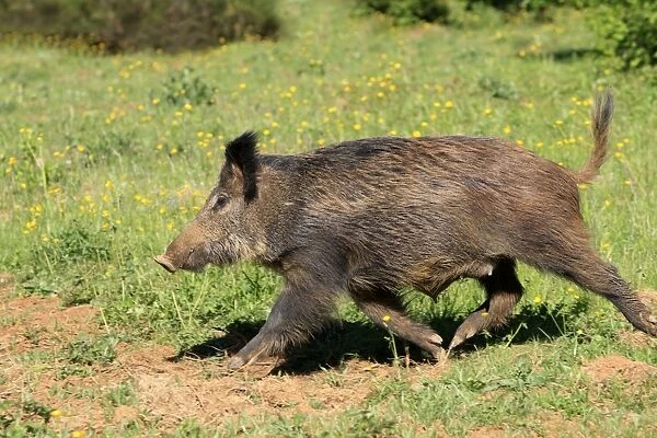 Wild Boar. Haute Saone - France