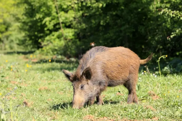 Framed Print : Wild Boar. Haute Saone - France Framed Print : Wild Boar. Haute Saone - France
