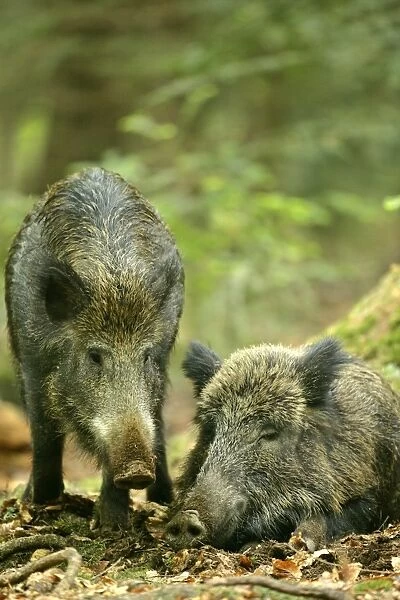 Wild Boar one individual approaching resting one making contact Bavaria, Germany