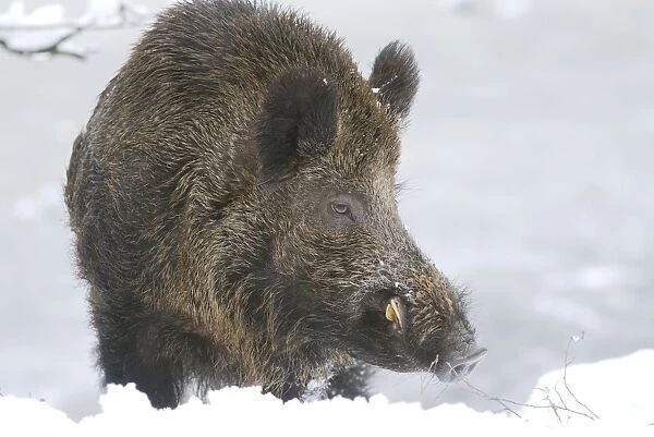 Wild Boar - male in snow - Germany
