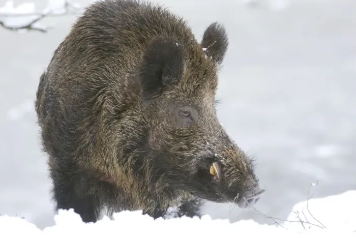 Framed Print : Wild Boar - male in snow - Germany Framed Print : Wild Boar - male in snow - Germany