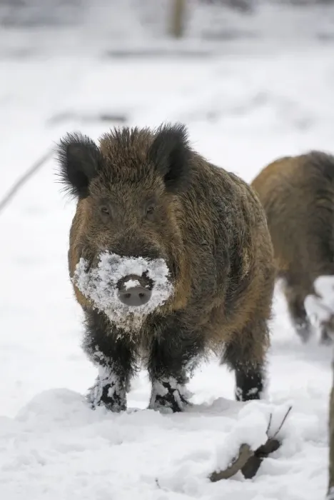 Framed Print : Wild Boar - male in snow - Germany Framed Print : Wild Boar - male in snow - Germany